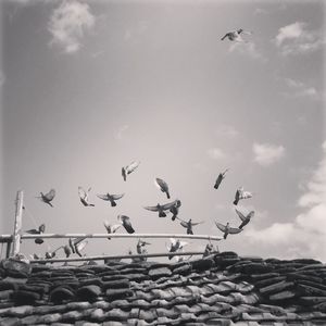 Low angle view of seagulls flying in sky