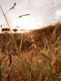 Close-up of stalks in field against the sky