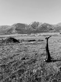 Scenic view of field against clear sky