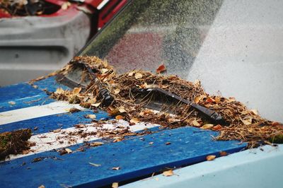 Close-up of damaged lizard