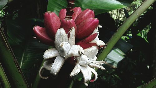 Close up of flower