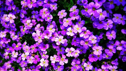 Full frame shot of purple flowers