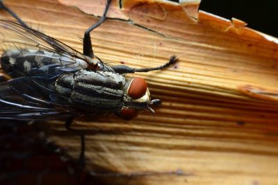 Close-up of fly on wood