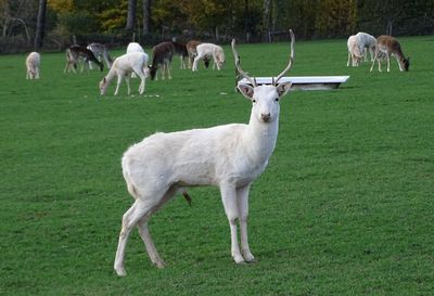 A herd of fallow deer in the pasture