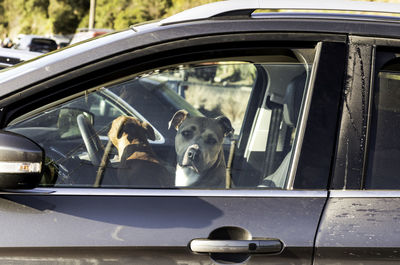 View of dog on car window