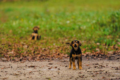 Portrait of dog on field