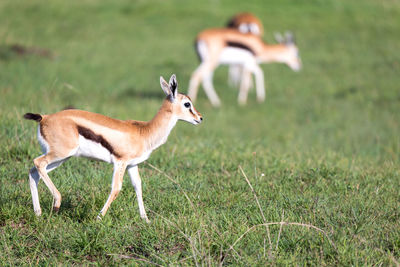 Side view of deer on field