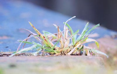 Close-up of plant against blurred background