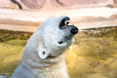 Polar bear shows teeth