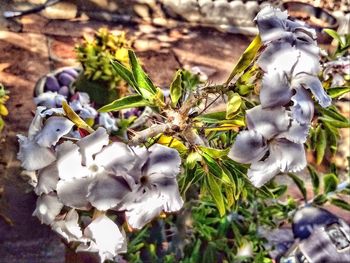 Close-up of white flowering plants