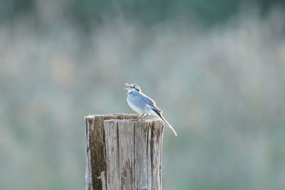 Bird perching on wooden post