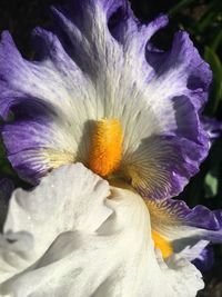 Close-up of purple flower