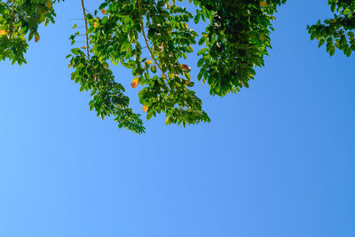 Low angle view of tree against clear blue sky