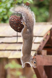 Close-up of squirrel hanging on bird feeder