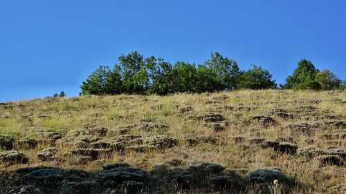 View of giraffe on field against clear blue sky