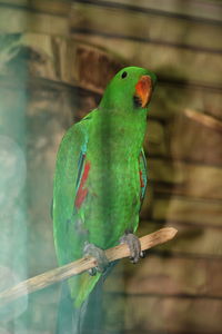 Close-up of parrot perching on tree