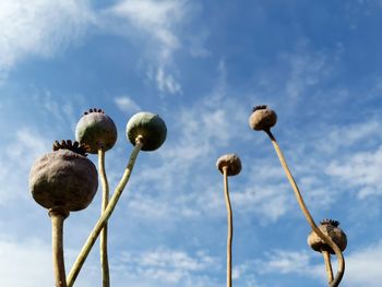 Low angle view of poppyseed plant against sky