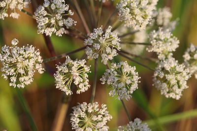 Close-up of white flowering plants