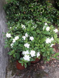 Close-up of white flowering plants