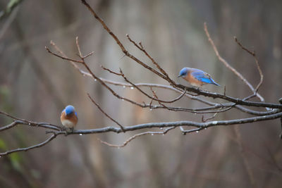 Bird perching on branch