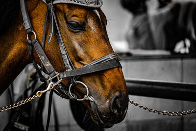 Close-up of horse