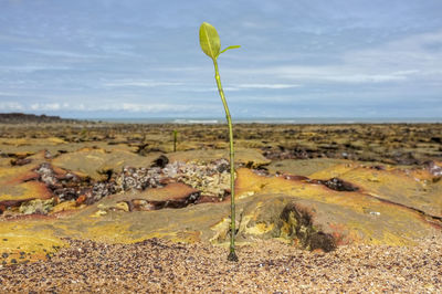 Close-up of plants on landscape against sky