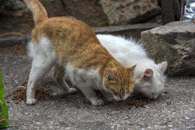 Close-up of a cat on footpath