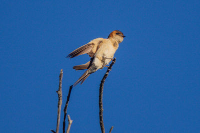 Low angle view of bird perching on branch against blue sky