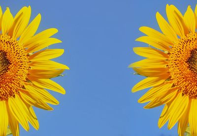 Close-up of sunflower against clear blue sky