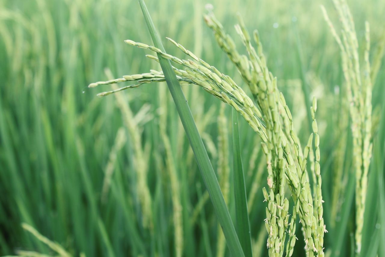 growth, plant, field, grass, crop, agriculture, nature, cereal plant, rural scene, green color, farm, close-up, focus on foreground, blade of grass, wheat, tranquility, growing, beauty in nature, selective focus, day