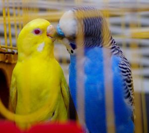 Close-up of parrot in cage