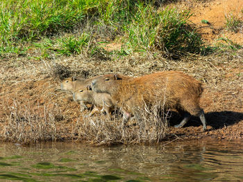 View of drinking water from a lake