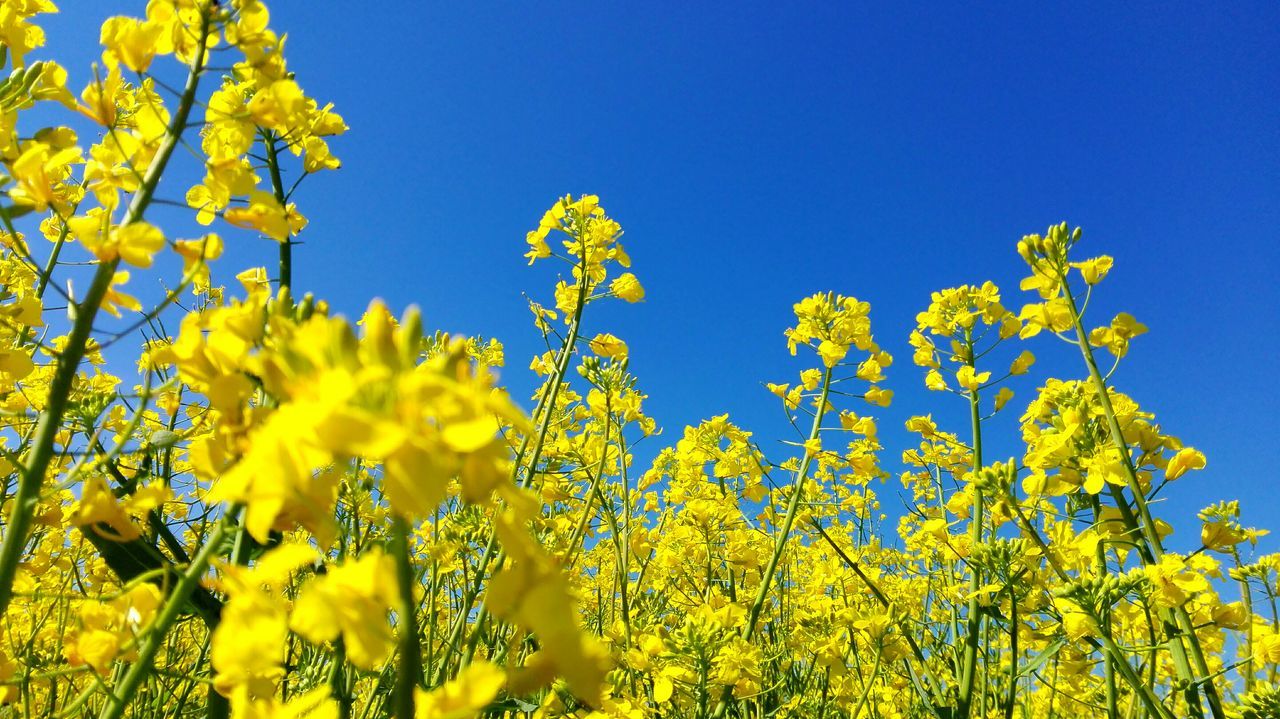yellow, clear sky, flower, growth, blue, freshness, beauty in nature, low angle view, nature, copy space, tree, fragility, plant, field, branch, blooming, sunlight, day, tranquility, outdoors