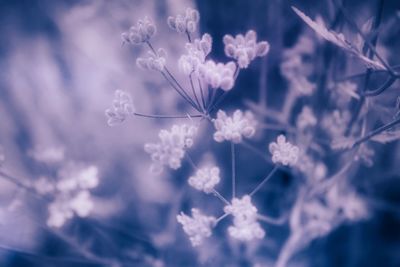 Close-up of flowers growing on tree against sky