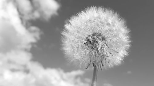 Close-up of dandelion against white background