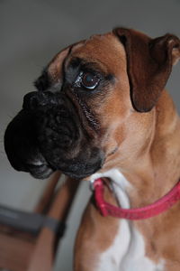 Close-up portrait of dog