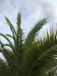 Low angle view of palm tree leaves