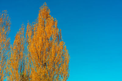Low angle view of autumn trees against clear blue sky