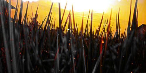 Close-up of plants against sky during sunset