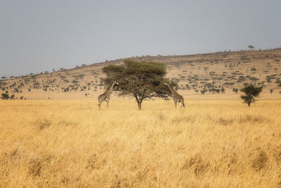 Plant on field against clear sky