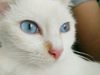 Close-up portrait of white cat