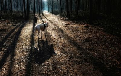 Dog in forest