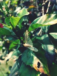 Close-up of insect on leaf