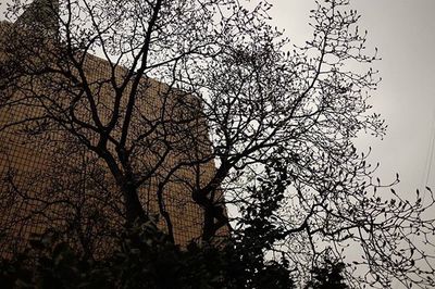 Low angle view of bare trees against sky