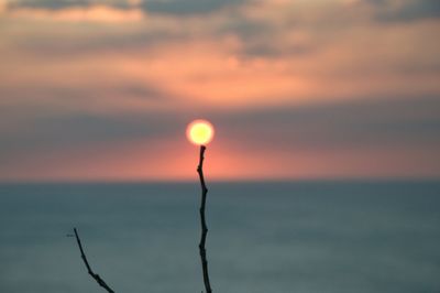 Close-up of silhouette plant against sea during sunset