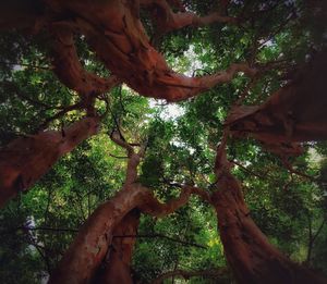 Low angle view of tree in forest
