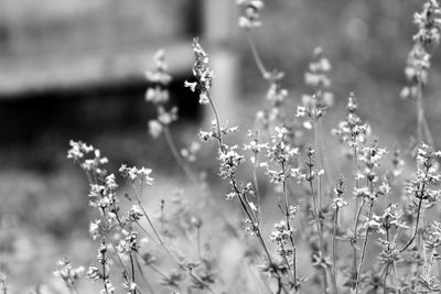 Close-up of flowers in field