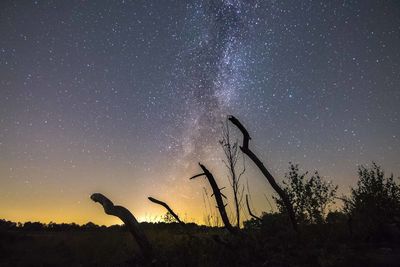 Low angle view of silhouette plants against star field