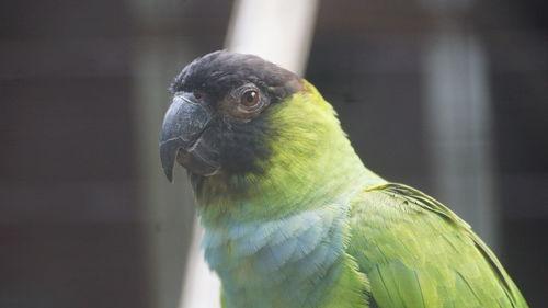 Close-up of a parrot