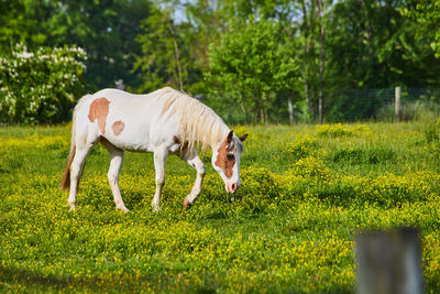 Horse standing on field